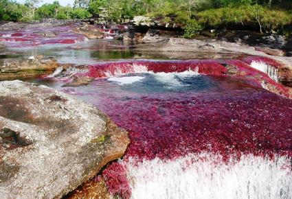 Caño Cristales wajahat22-2-2013 (